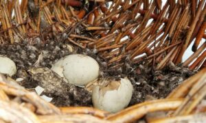 Wat was het nestsucces in uw broedkorven?