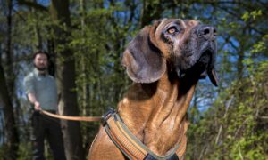 Meer aandacht voor zweethonden met allereerste VENATO-zweetspoorproef