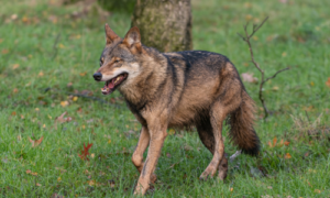 Europese landen eens over afzwakken streng beschermde status wolf