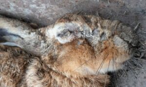 Antwoorden op vragen over hazen-myxomatose