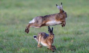Voorbereidingen voor erkende wildtellingen in volle gang