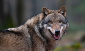 Beschermingsstatus wolf versoepeld