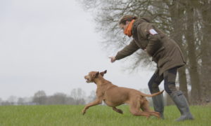 Huiskatten en honden zelden blootgesteld aan vogelgriep