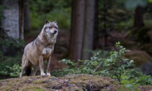 Beschermingsstatus wolf versoepeld: meer ruimte voor lokaal beheer