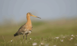 Val kabinet-Schoof legt faunabeleid lam: schade loopt op, natuur en landbouw dreigen de dupe te worden
