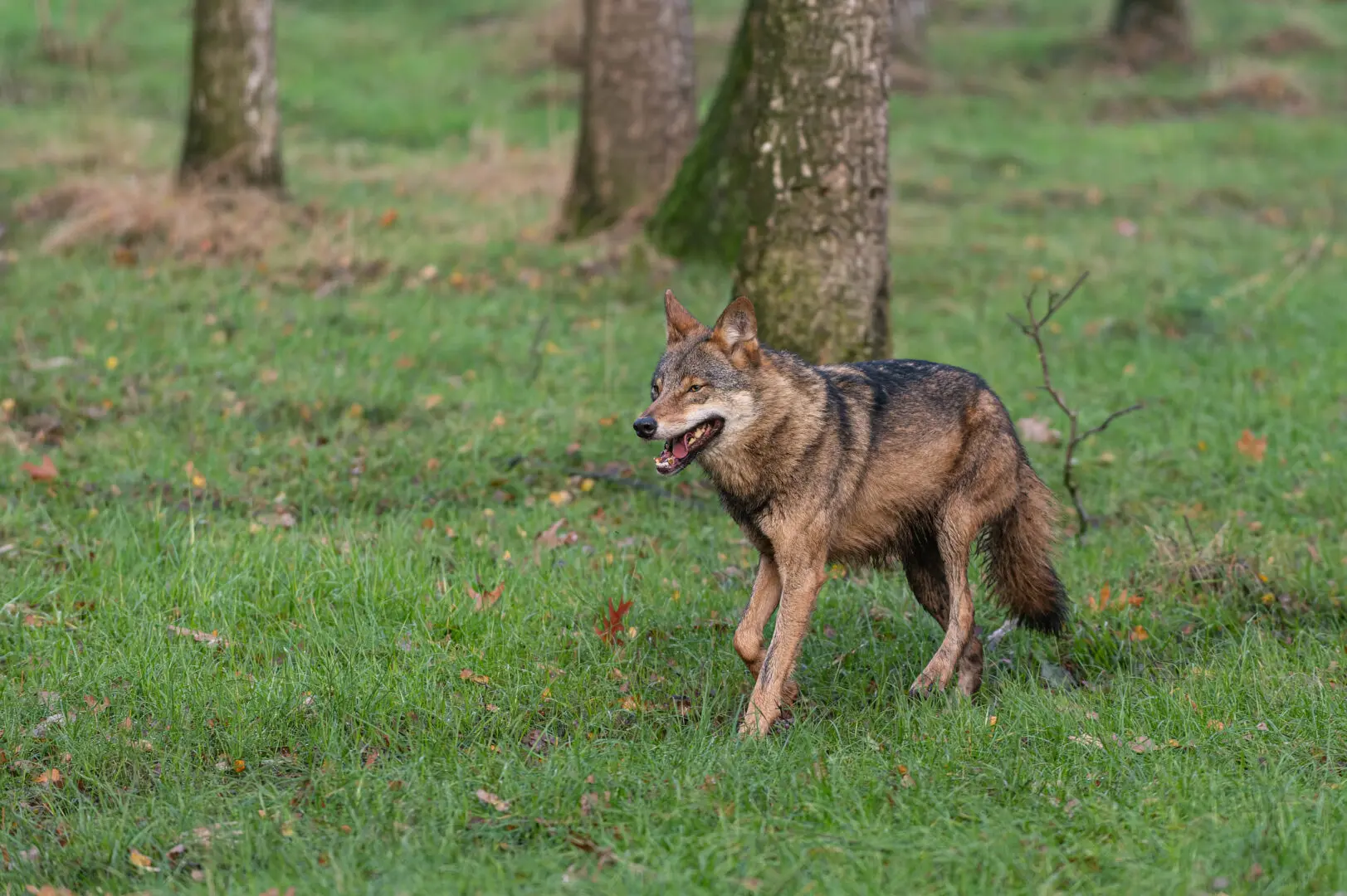 Wolf foto door Michael Migos