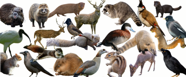 Collage van 23 invasieve uitheemse diersoorten die vanaf 2027 eenvoudiger beheerd kunnen worden.