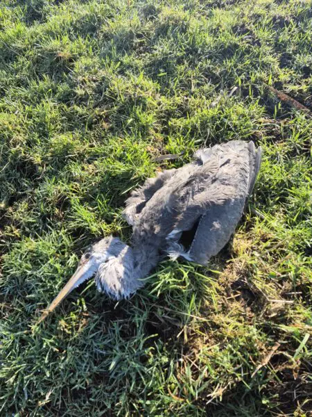 Dode reiger door vogelgriep