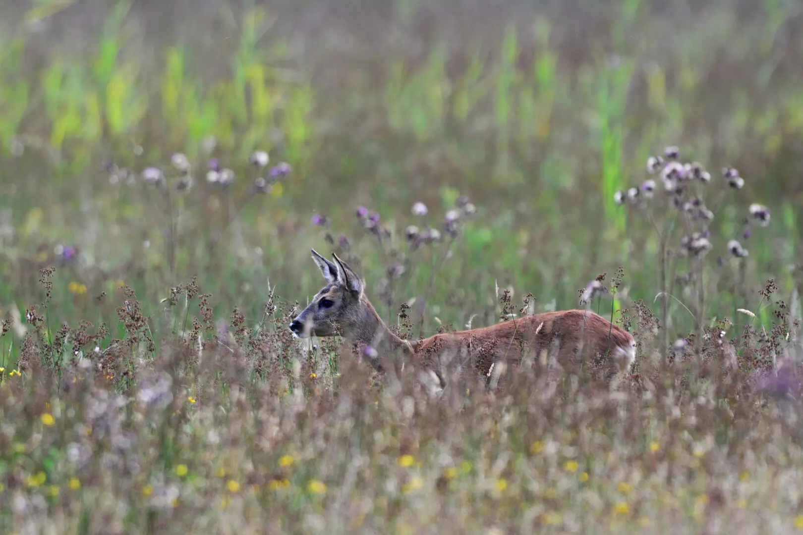 Reegeit in de hoge vegetatie (Foto: Bas Worm)