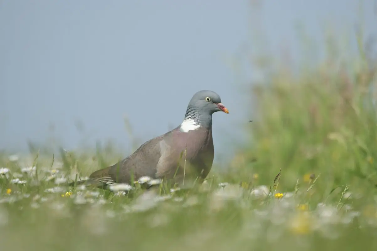 Houtduif
