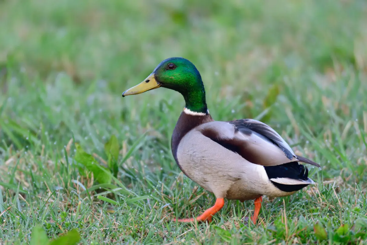 Wilde eend