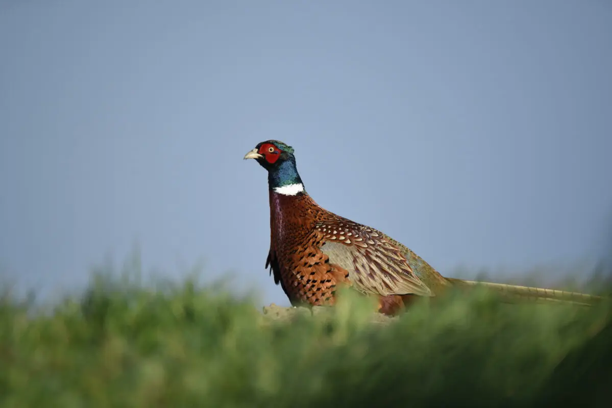 Fazantenhaan met roodbruine veren, donkergroene kop en witte halsring in het gras.