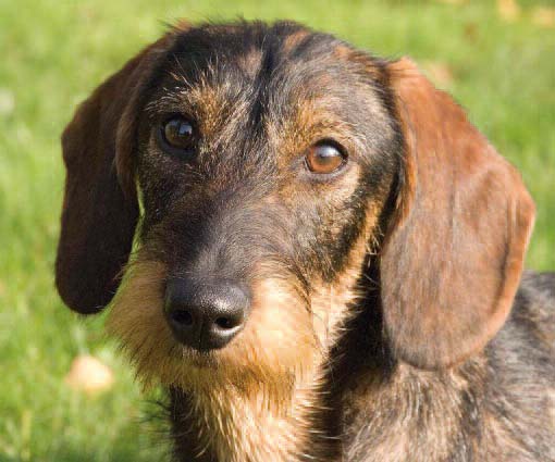 Dodelijke hondenziekte bij Duitse grens geconstateerd