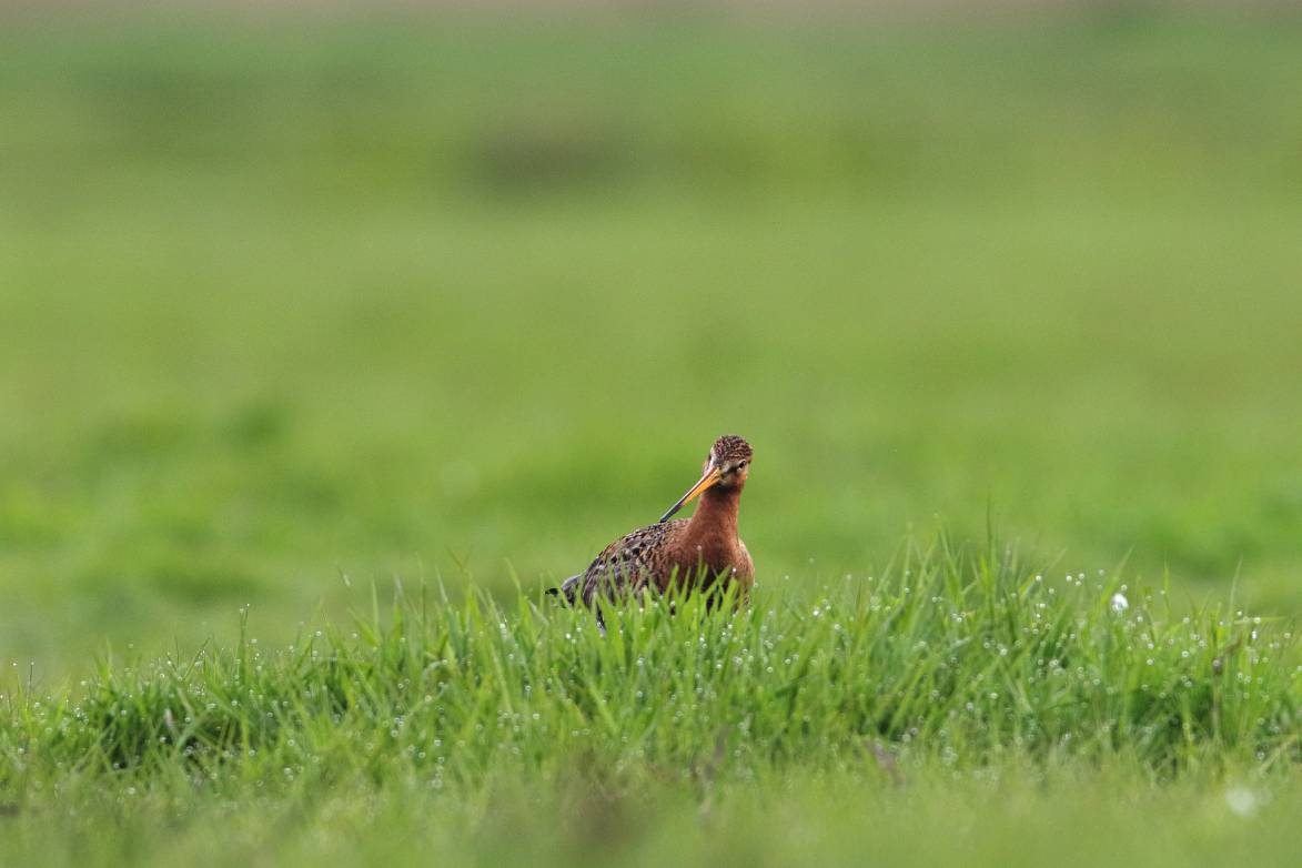 Foto: Frans van Dijk