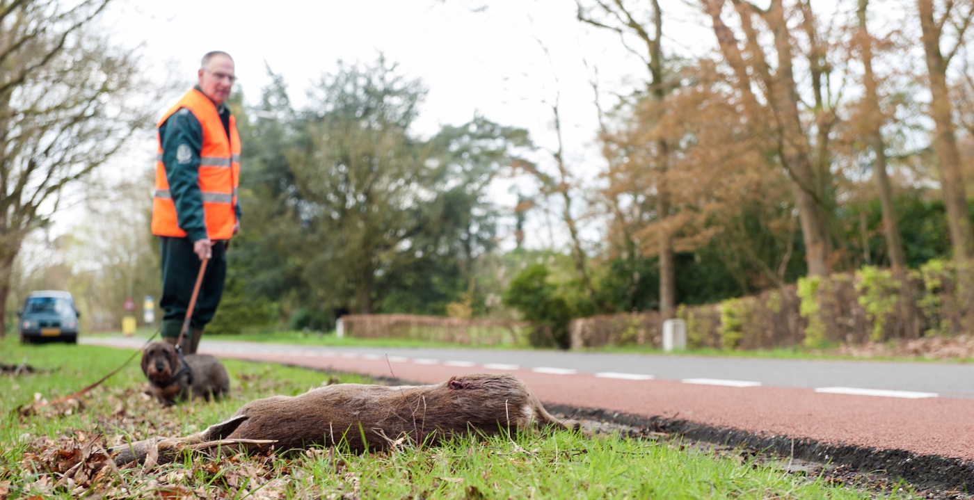 Valwild aangereden ree zomertijd wintertijd