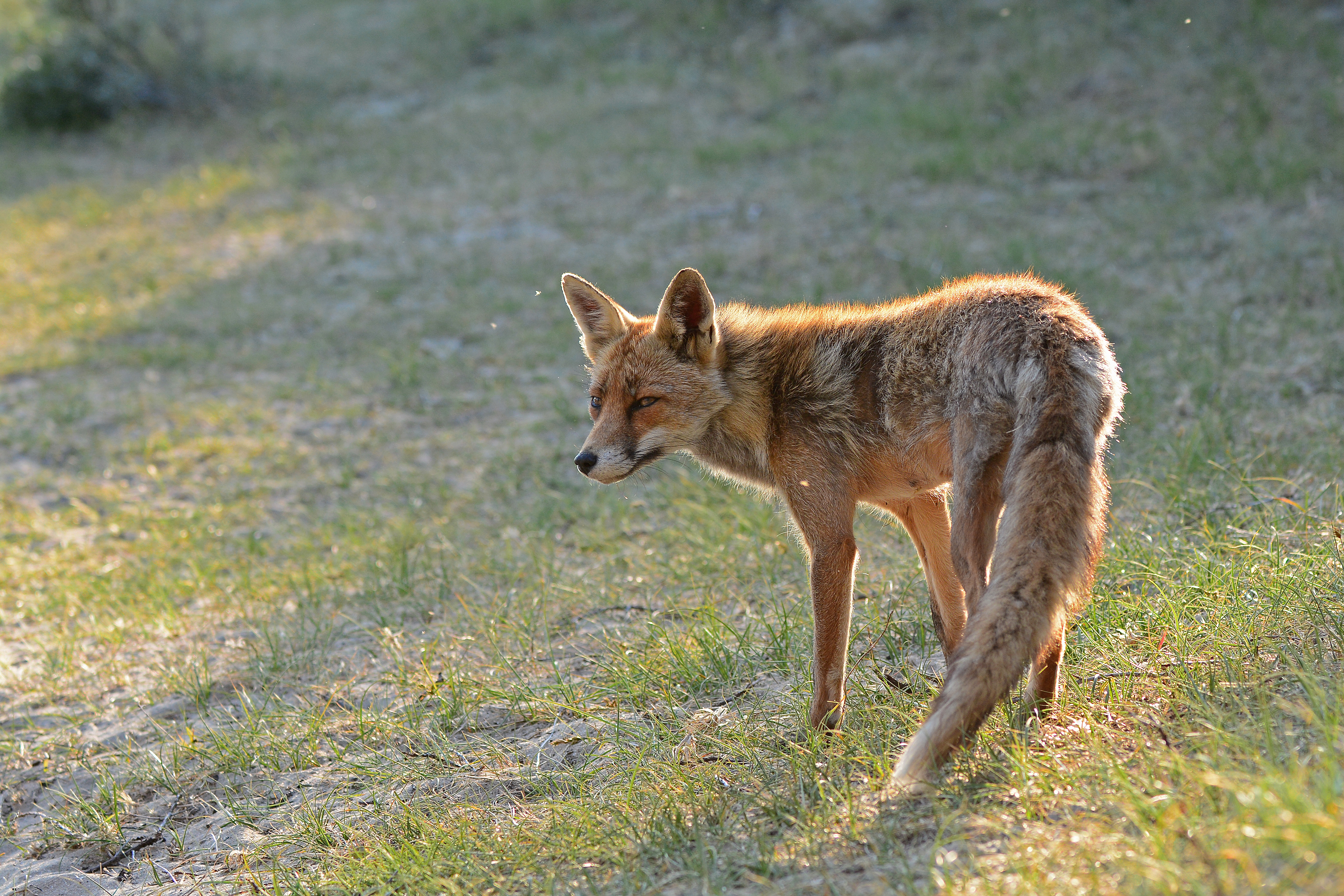 Mag de Zeeuwse vos blijven of niet?