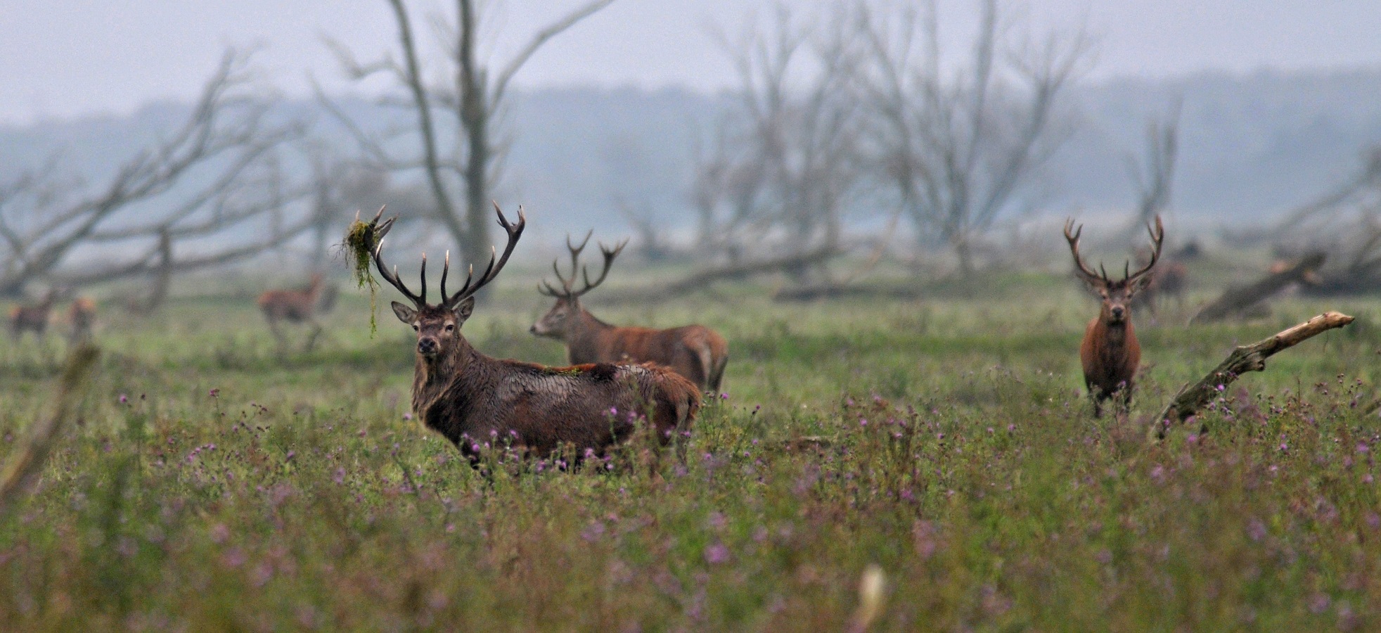 Peter Jansen promoveerde op communicatie over natuur.