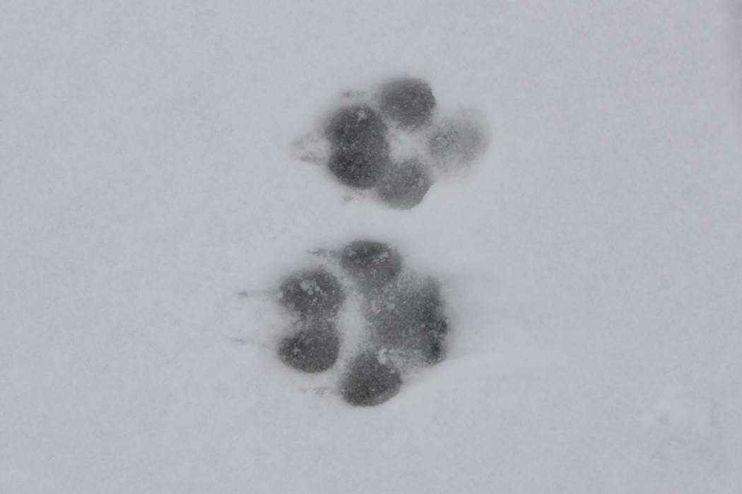 Jagen in de sneeuw: het is verboden om via sporen in de sneeuw te jagen