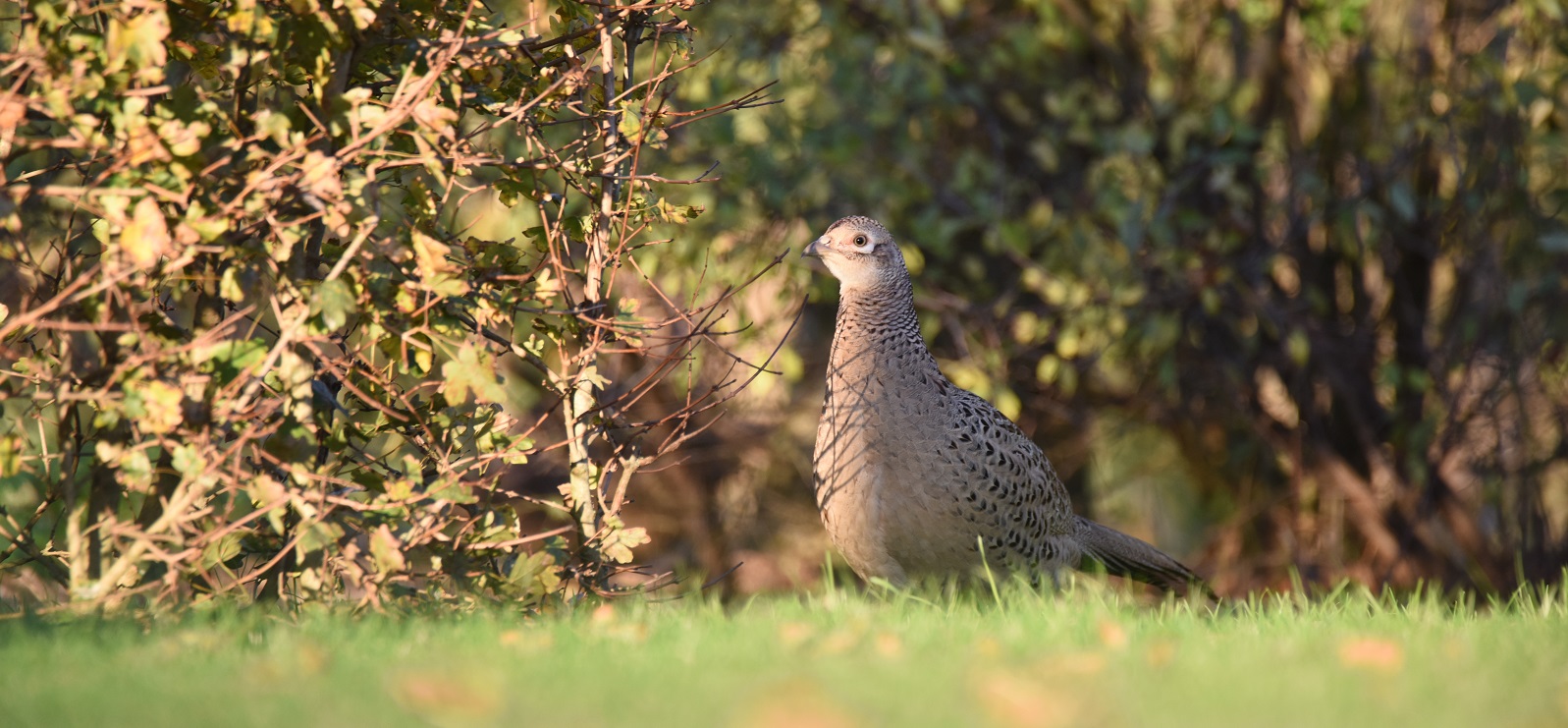 Heggen en hagen zijn belangrijk voor biodiversiteit_Jagersvereniging