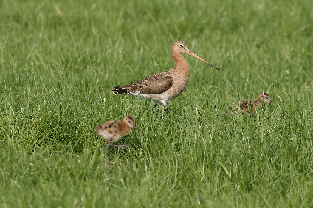 Actieplan weidevogels Groningen