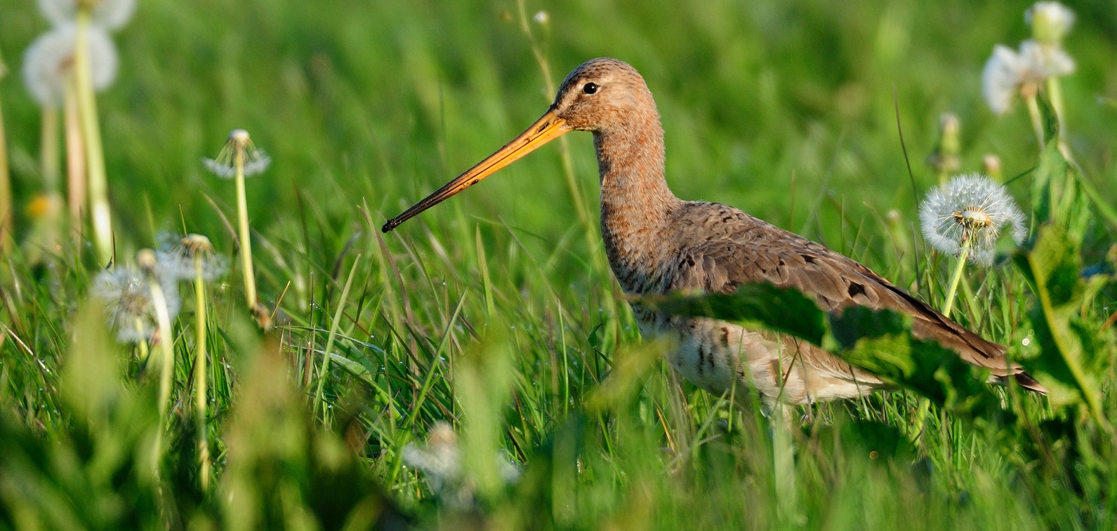 Grutto predatie Michael Migos