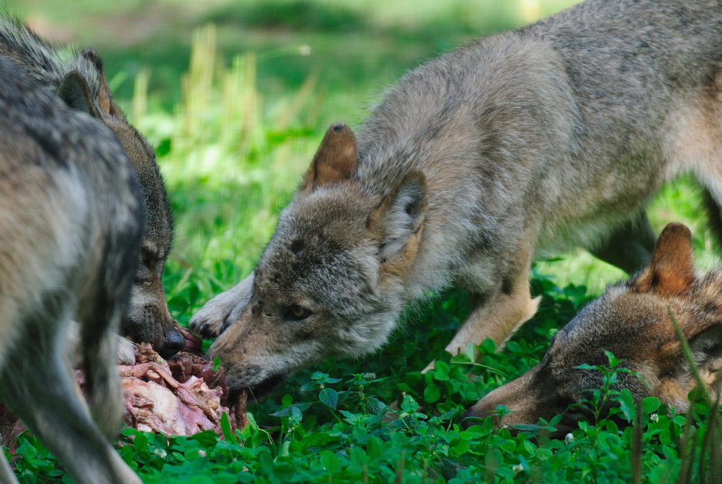 Kamervragen over aanvallen door wolven