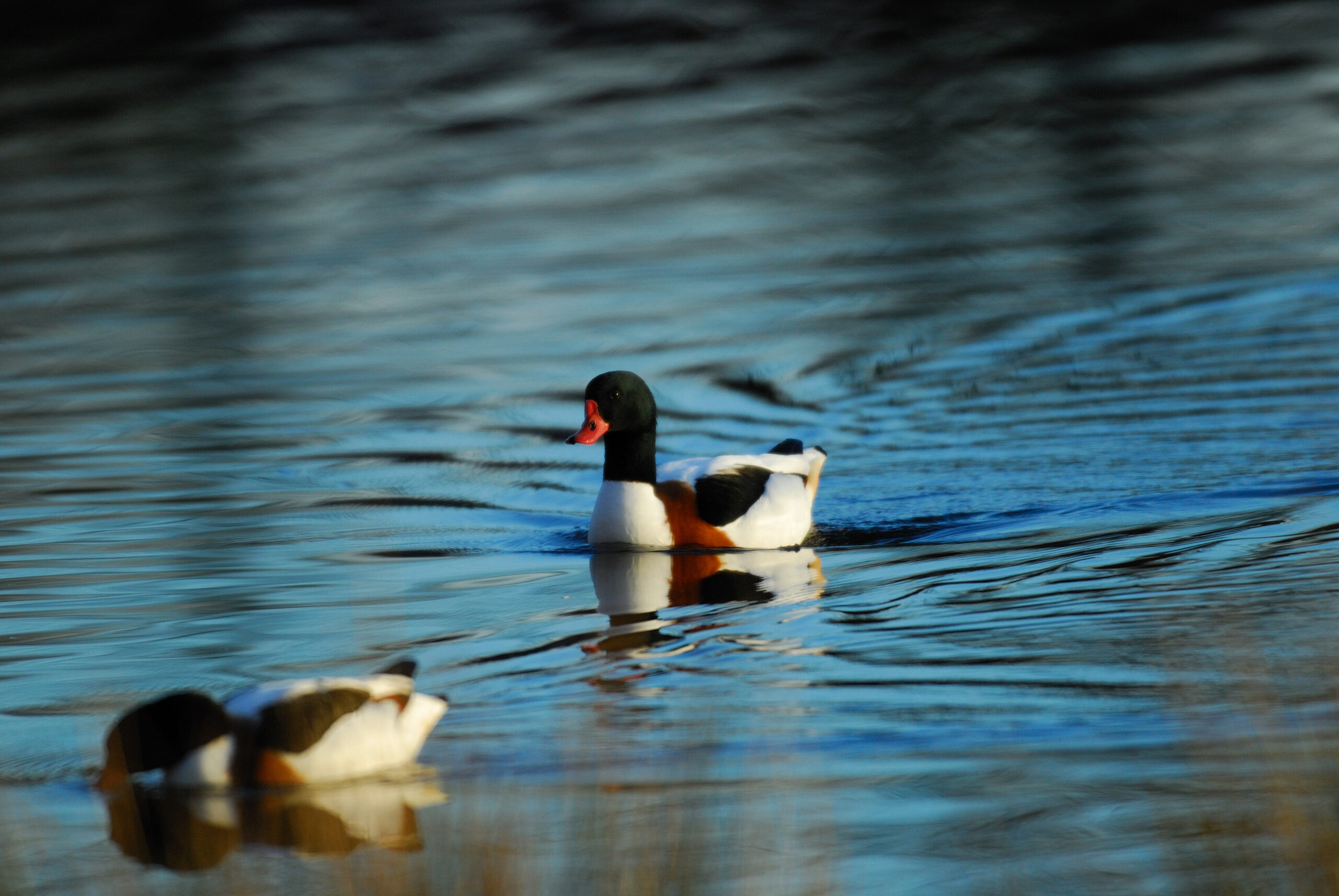 Bergeend - Micheal Migos