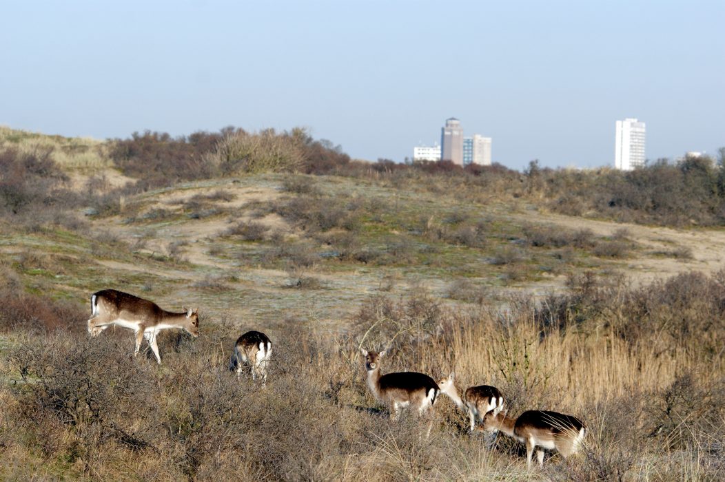 'Plezierjacht'in de Amsterdamse Waterleidingduinen