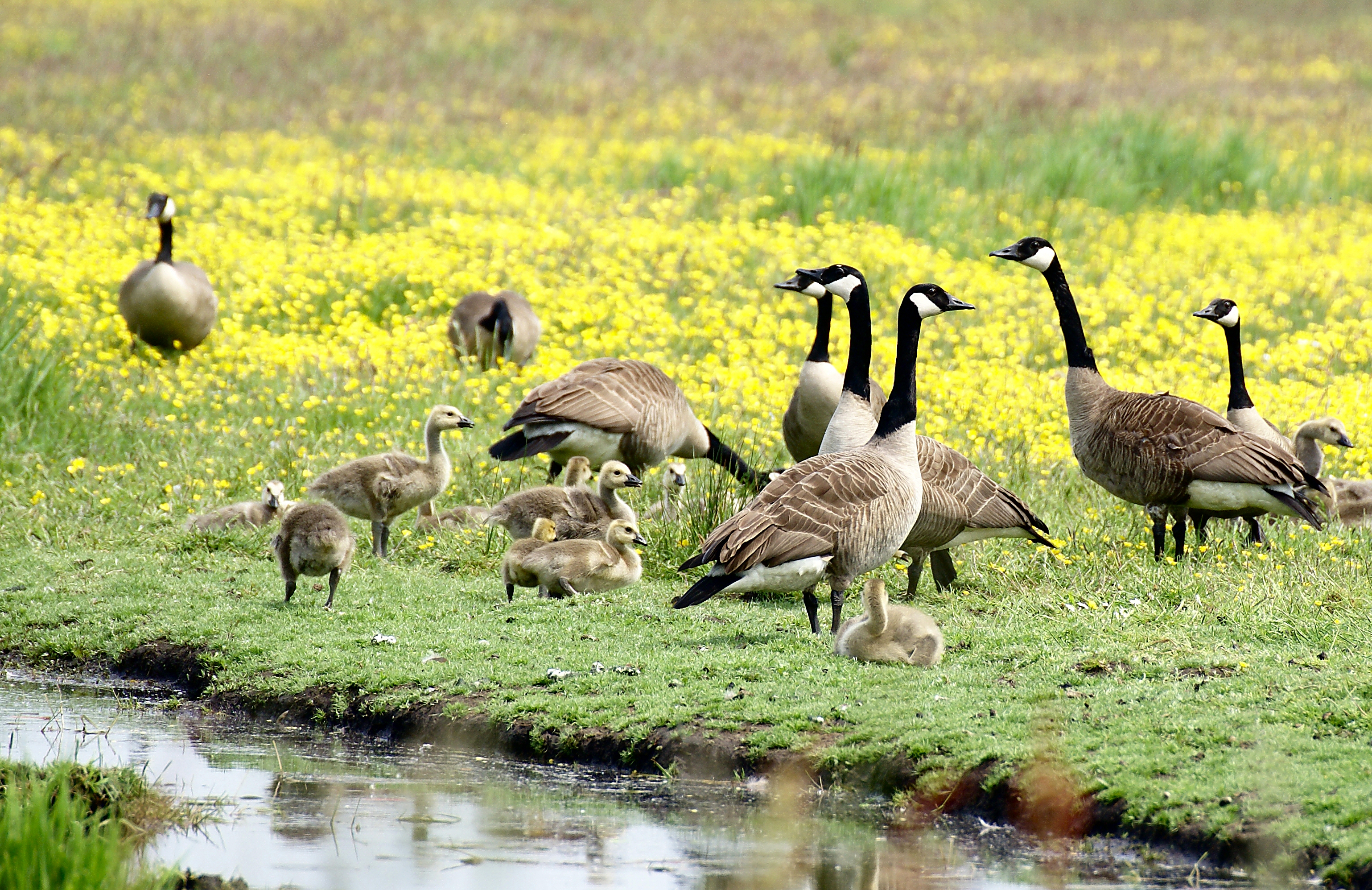 LTO wil alternatieven om van ganzen af te komen