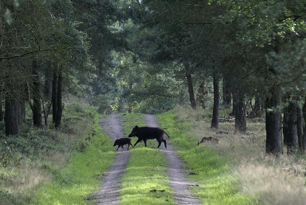 overstekende wilde zwijnen