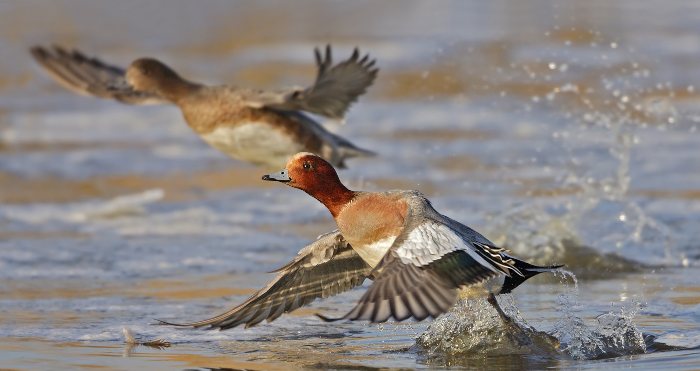 Smienten, Waterfowlers Network, Jan van der Greef