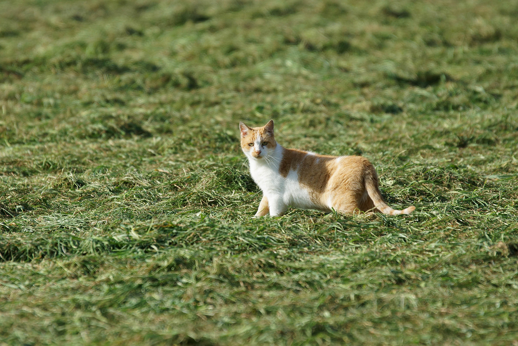 verplichten hun kat te laten chippen
