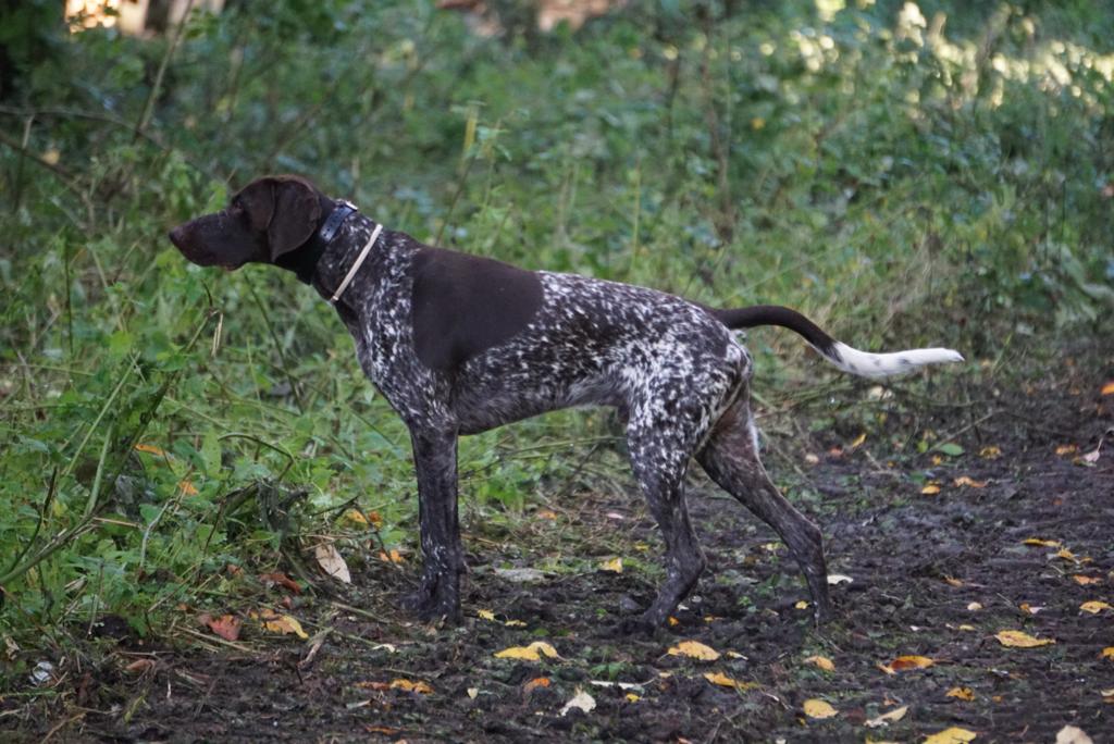 Teletac of e-collar, gebruik bij jachthonden (c) Jagersvereniging