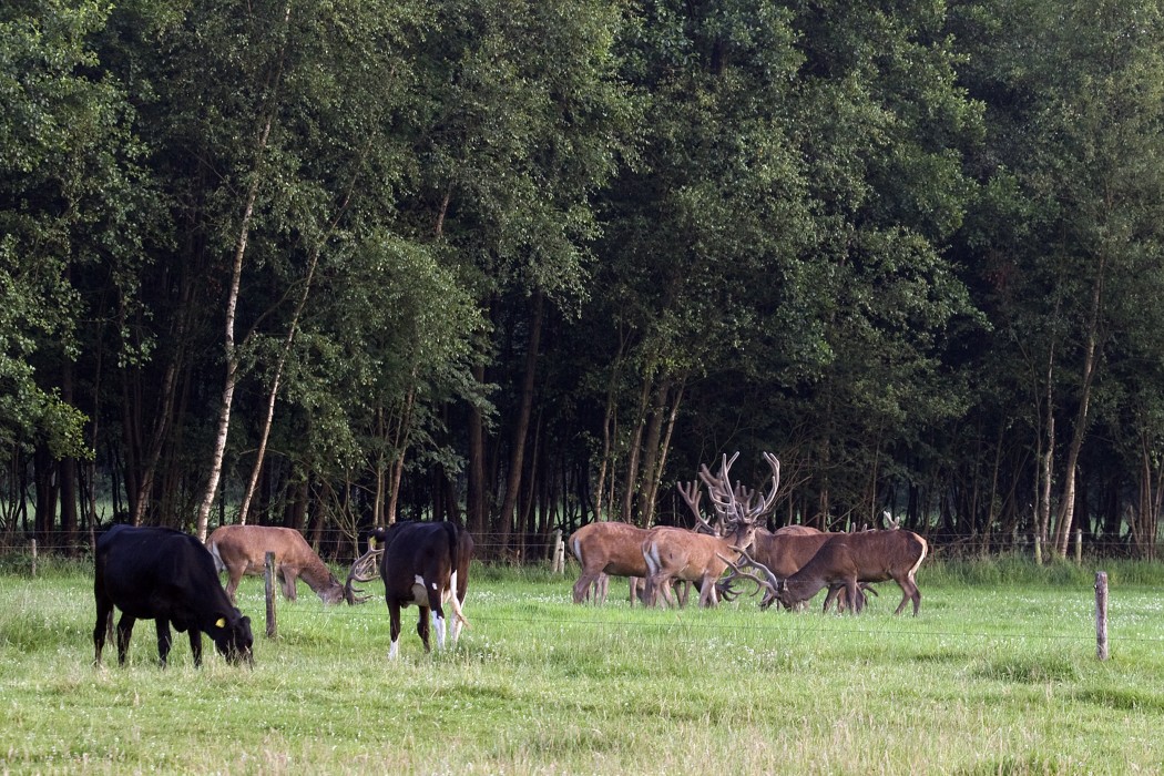 opleiding grofwildbeheer