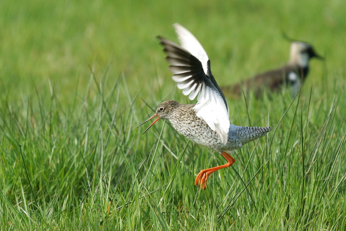 Vos vreet aan motivatie weidevogelboeren