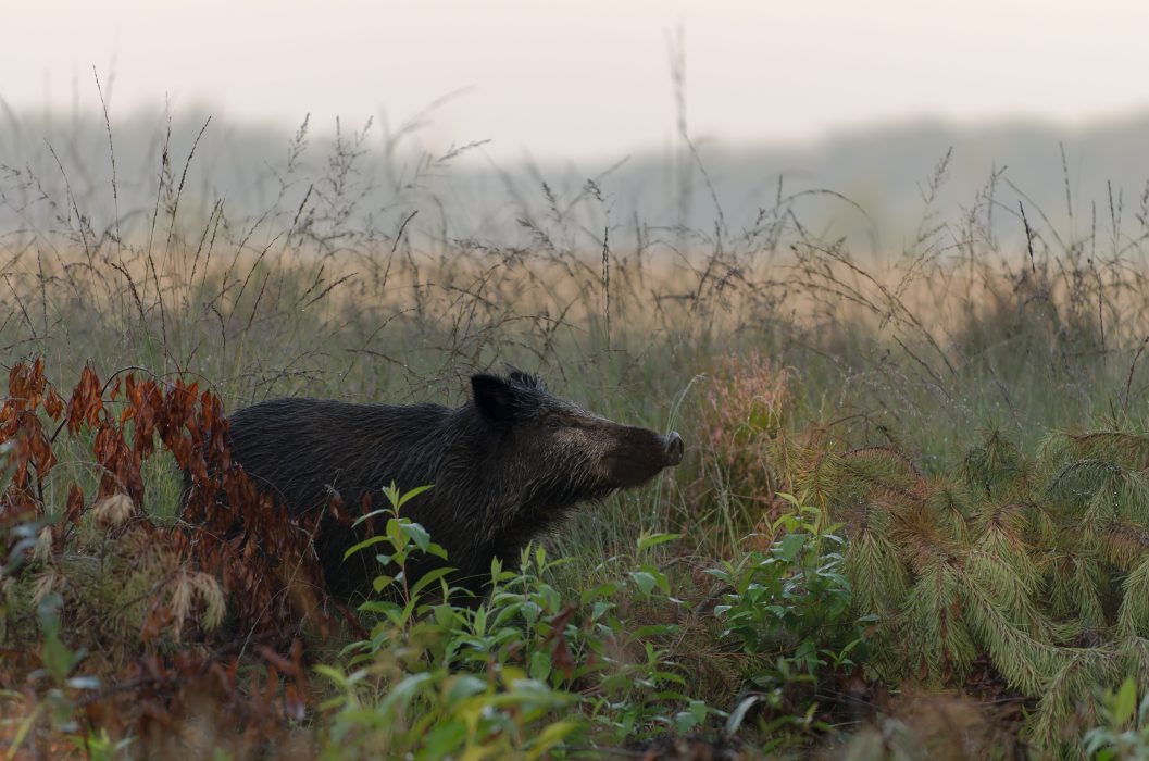Statenvragen CDA Limburg over wilde zwijnen en varkenspest