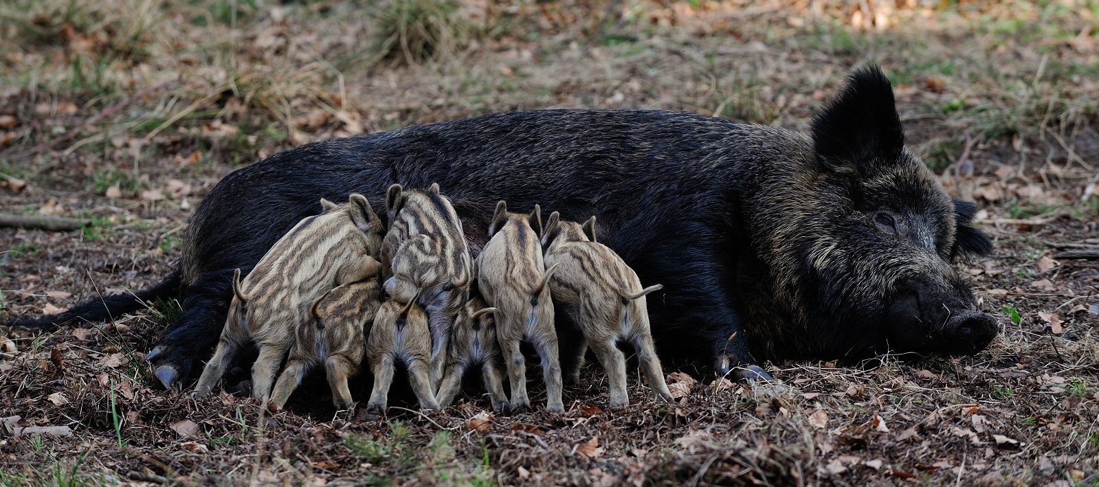 Wild zwijn, zeug met biggen_Michael Migos