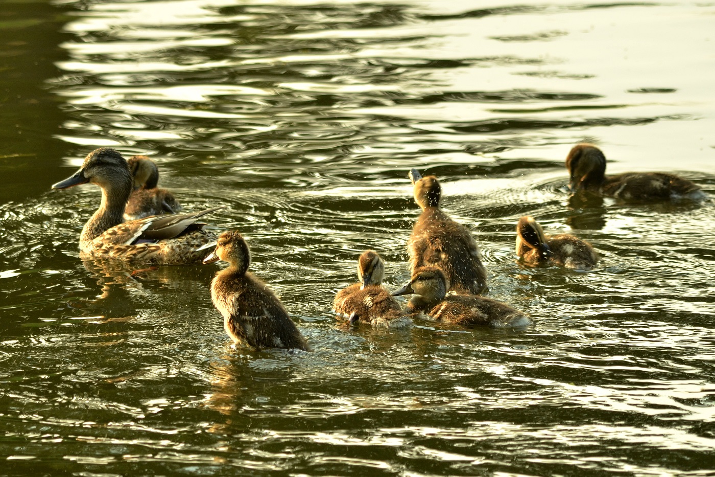 Wilde eend met eendenkuikens