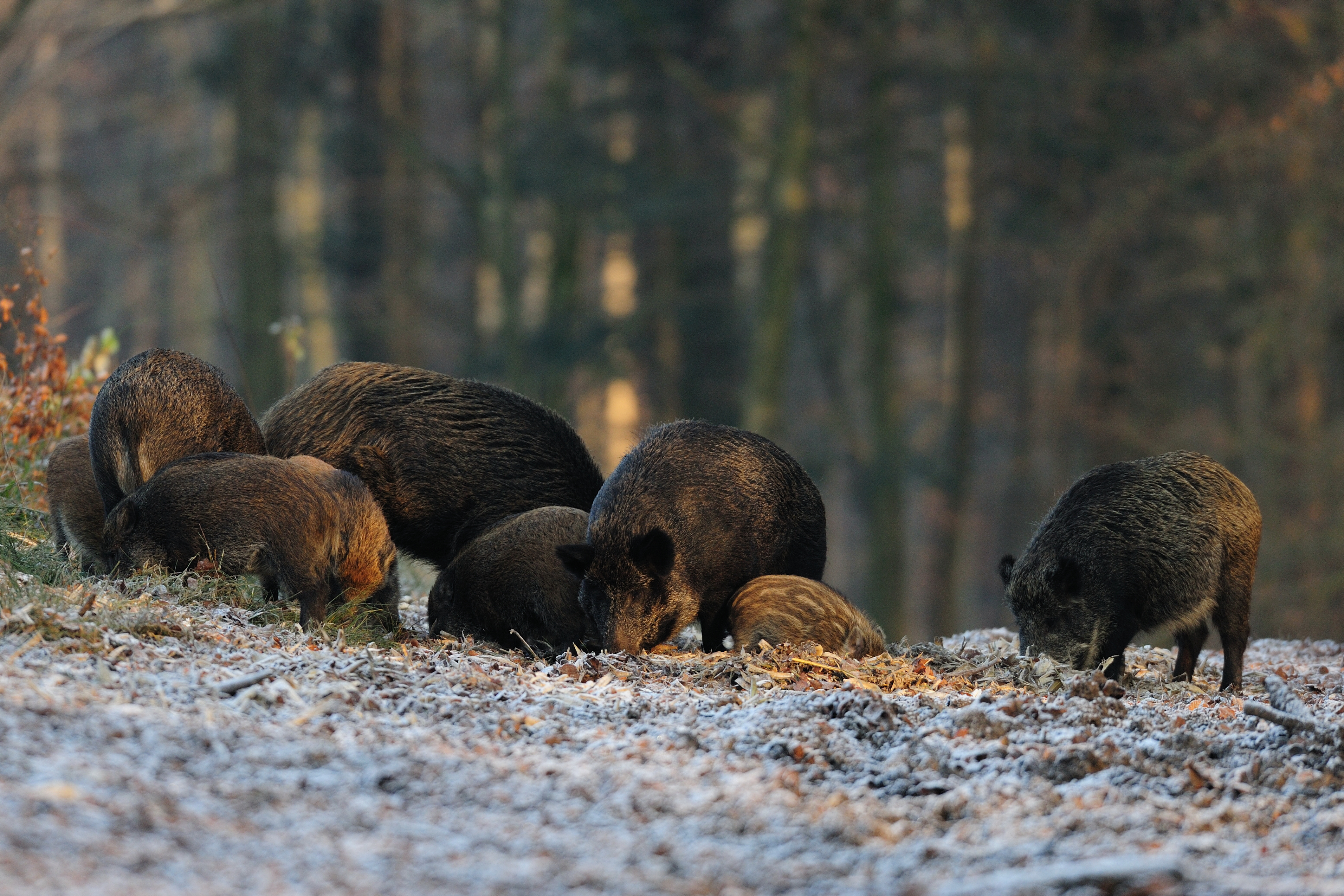Afrikaanse Varkenspest