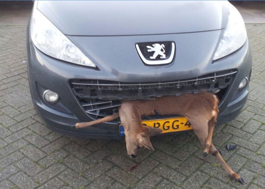 Aanrijdingen met wilde dieren