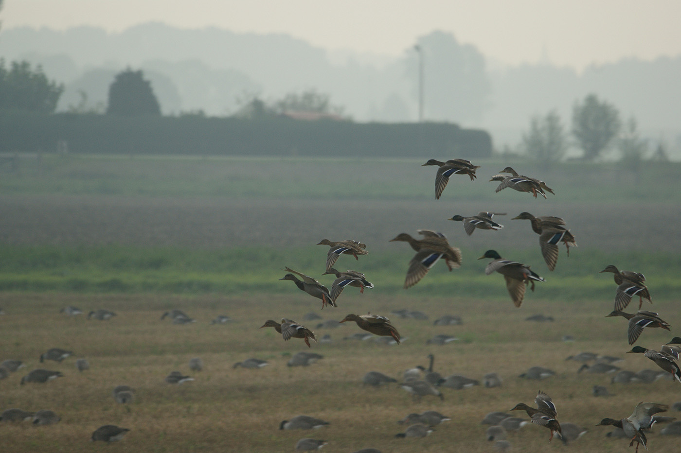 vogelgriep in Biddinghuizen