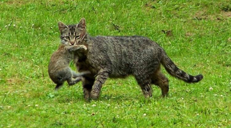 Verwilderde huiskat met prooi