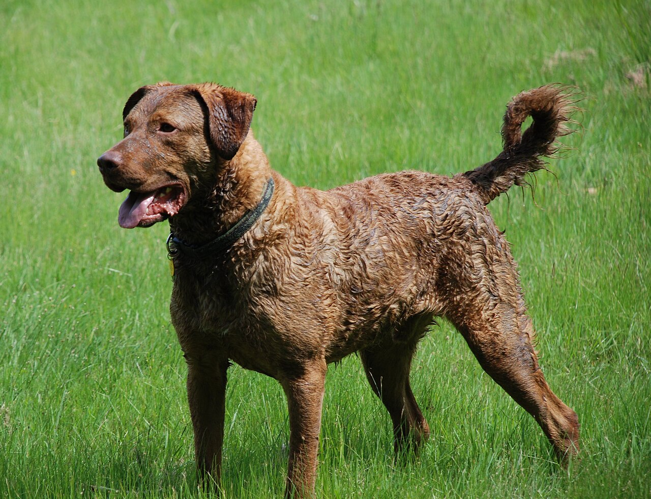 Chesapeake Bay Retriever jachthond in gras