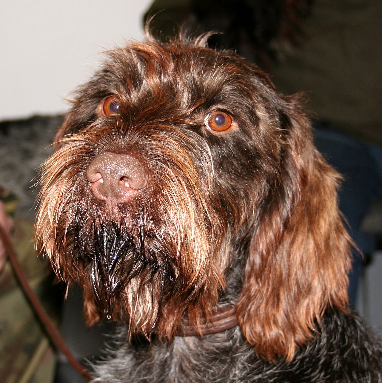 Cesky Fousek draadharige staande jachthond