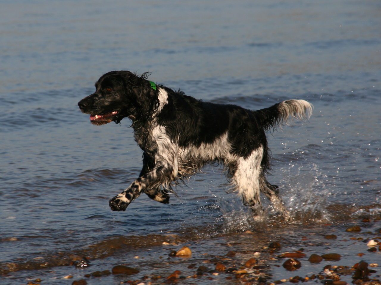 Engelse springer spaniel