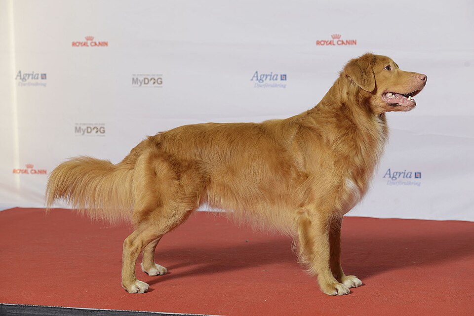 Nova Scotia Duck Tolling Retriever
