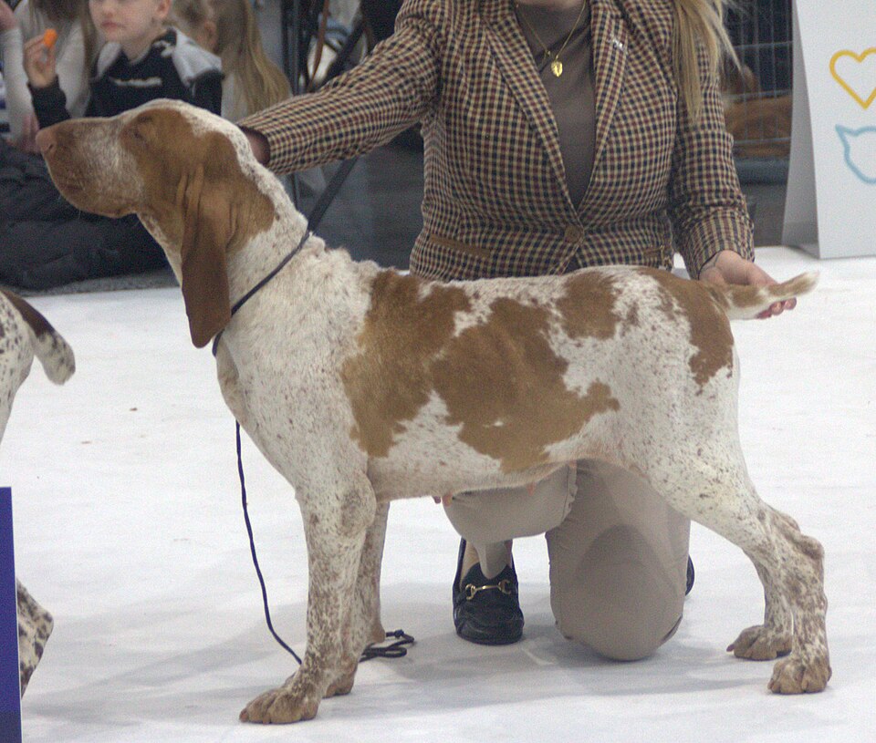 Bracco Italiano staande jachthond