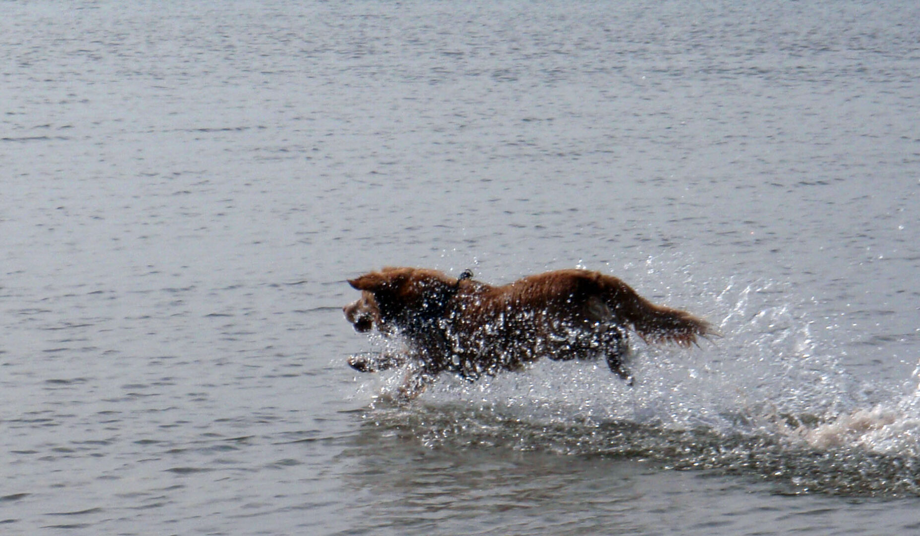 Nova Scotia Duck Tolling Retriever