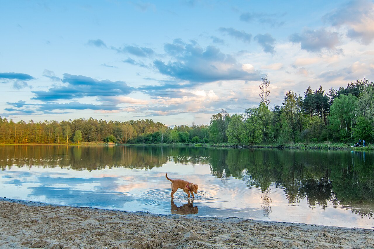 Nova Scotia Duck Tolling Retriever