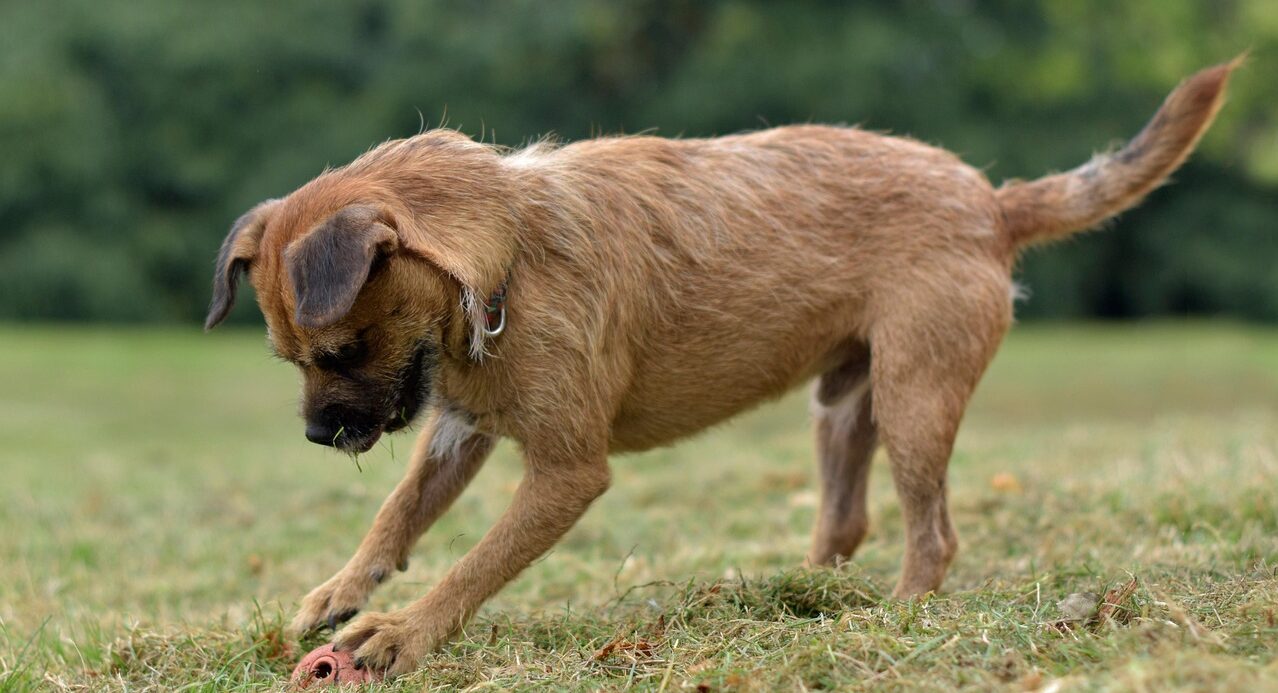 Border terrier met bal in het gras